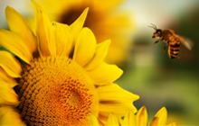 bees